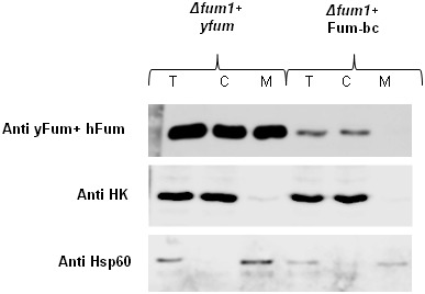 Figure 1—figure supplement 3.