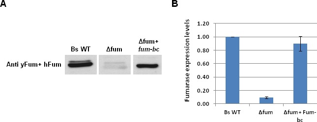 Figure 1—figure supplement 1.