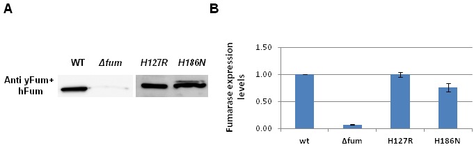 Figure 3—figure supplement 1.