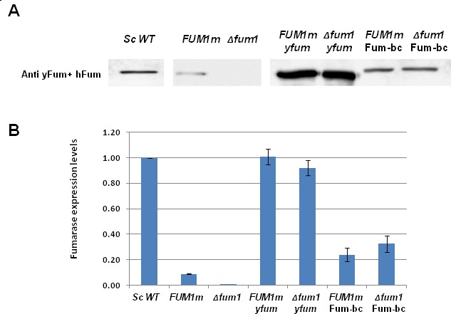 Figure 1—figure supplement 2.