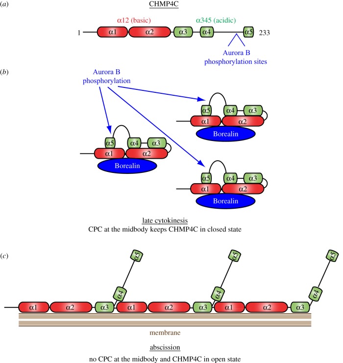 Figure 7.