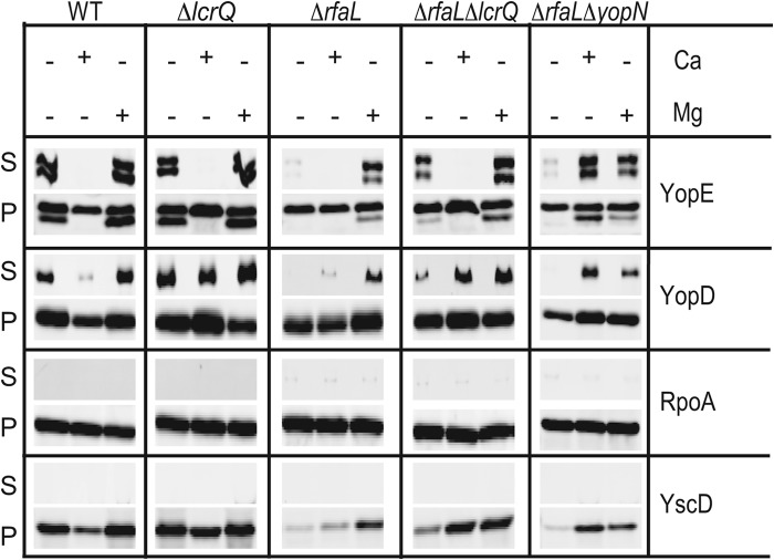 Fig 6