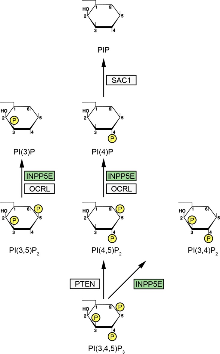 FIG 1