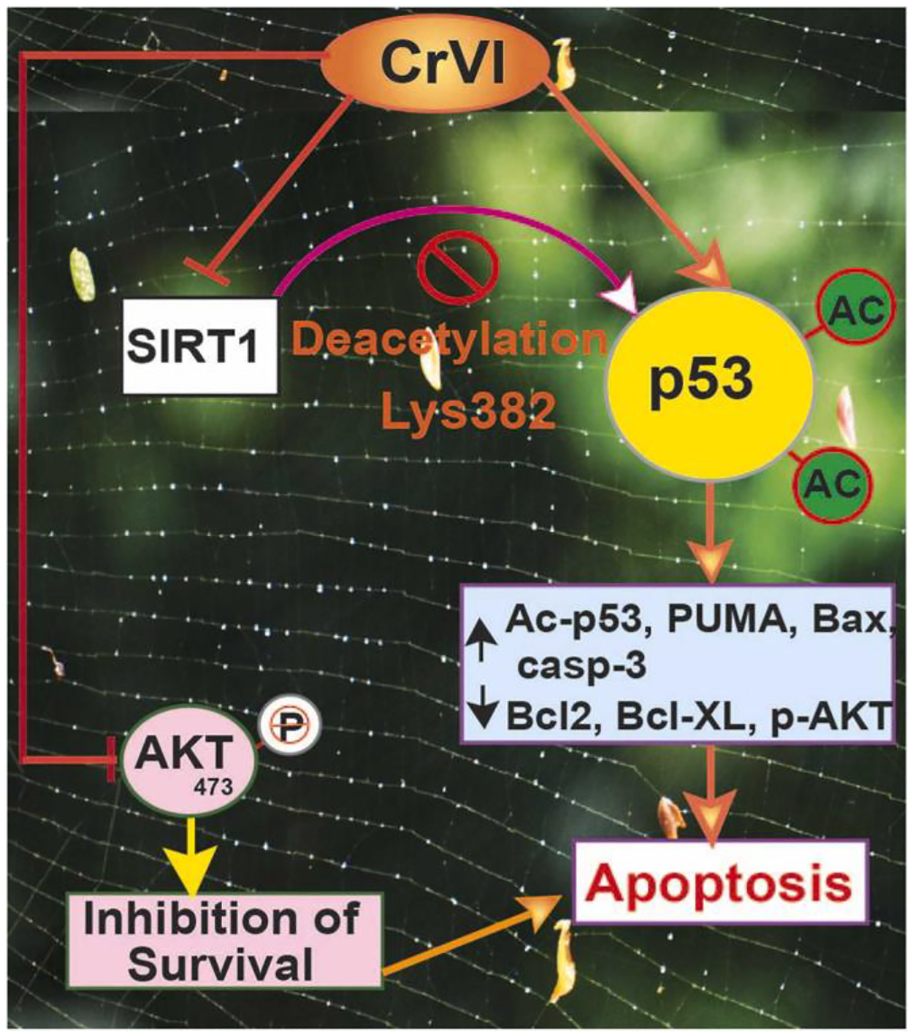 Fig. 11.