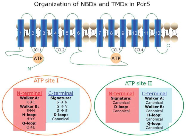 FIGURE 1