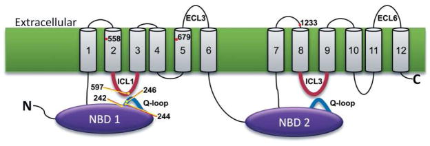 FIGURE 3