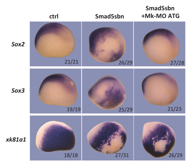 Figure 2—figure supplement 1.