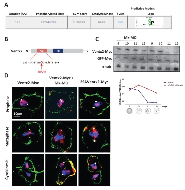 Figure 3—figure supplement 1.