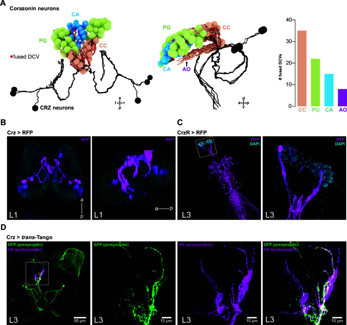 Figure 2—figure supplement 3.