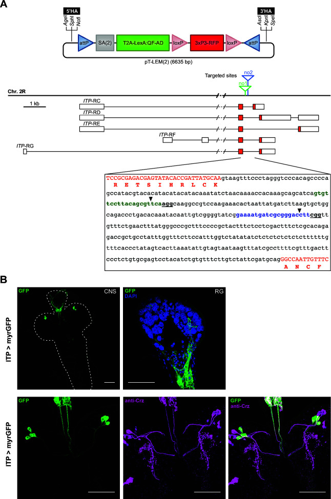 Figure 2—figure supplement 2.