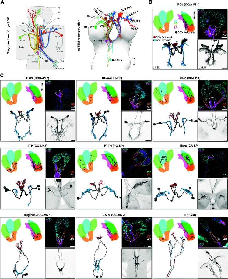 Figure 2—figure supplement 1.