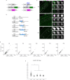 Figure 1—figure supplement 3.