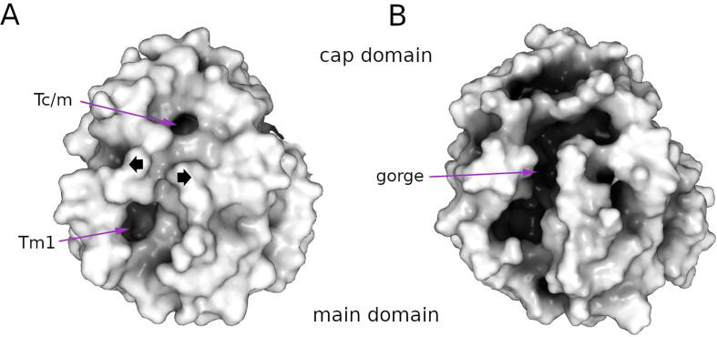 Fig. 6