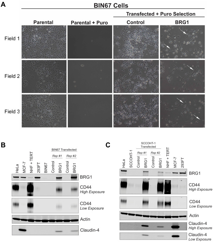 Figure 1—figure supplement 1.