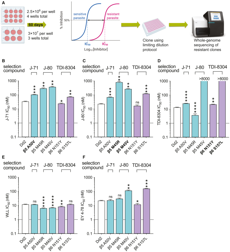 Figure 4