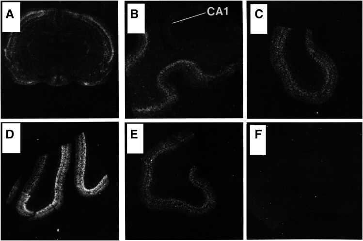 Fig. 9.