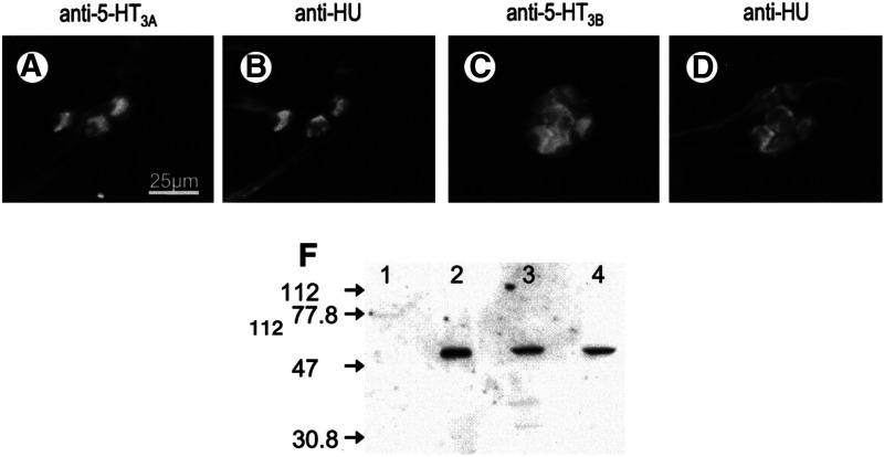 Fig. 17.