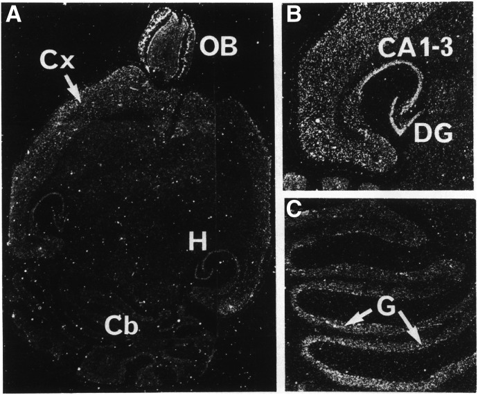 Fig. 21.