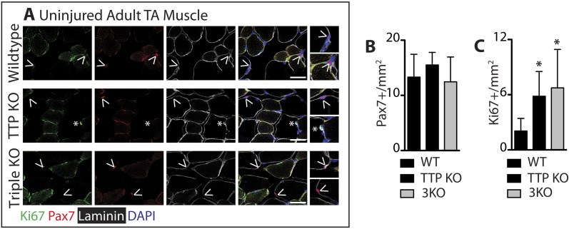 Figure 5—figure supplement 1.