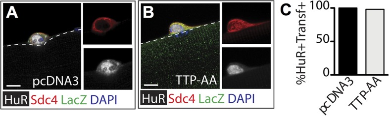 Figure 3—figure supplement 1.