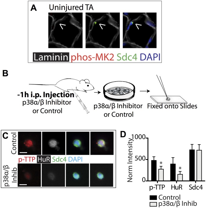 Figure 2—figure supplement 1.