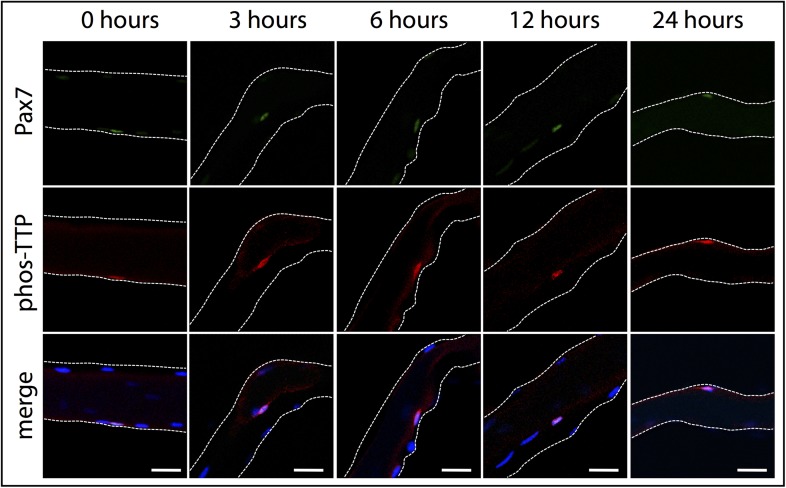 Figure 2—figure supplement 2.