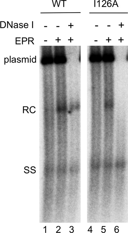 FIG 6