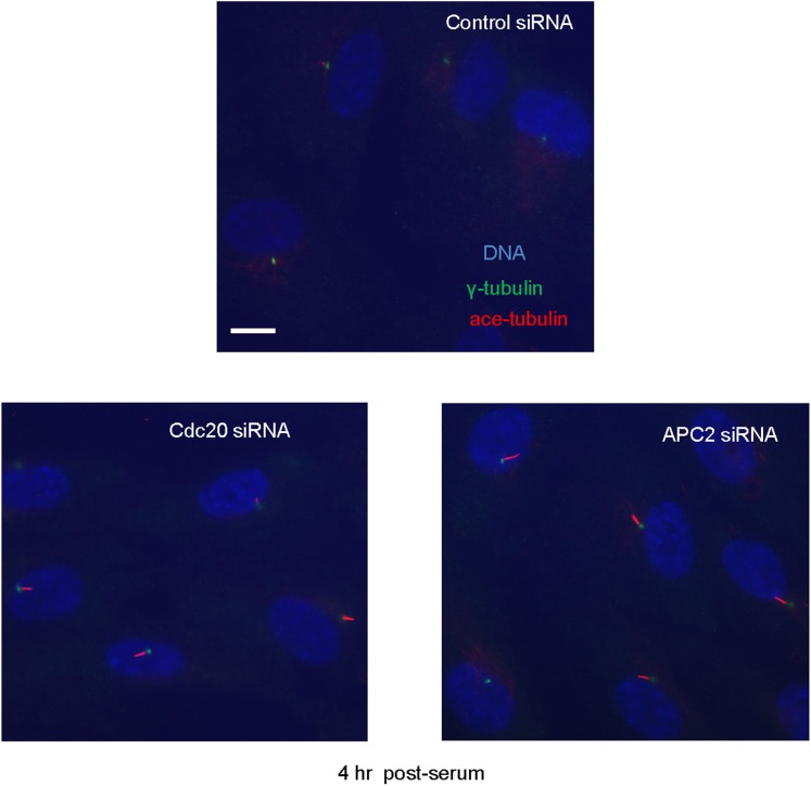 Figure 4—figure supplement 1.