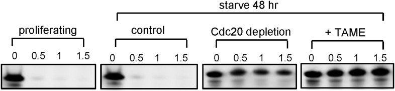 Figure 1—figure supplement 1.