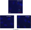 Figure 4—figure supplement 1.