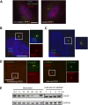 Figure 1—figure supplement 2.