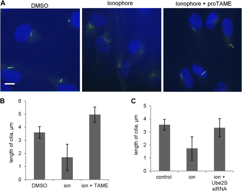 Figure 4—figure supplement 2.