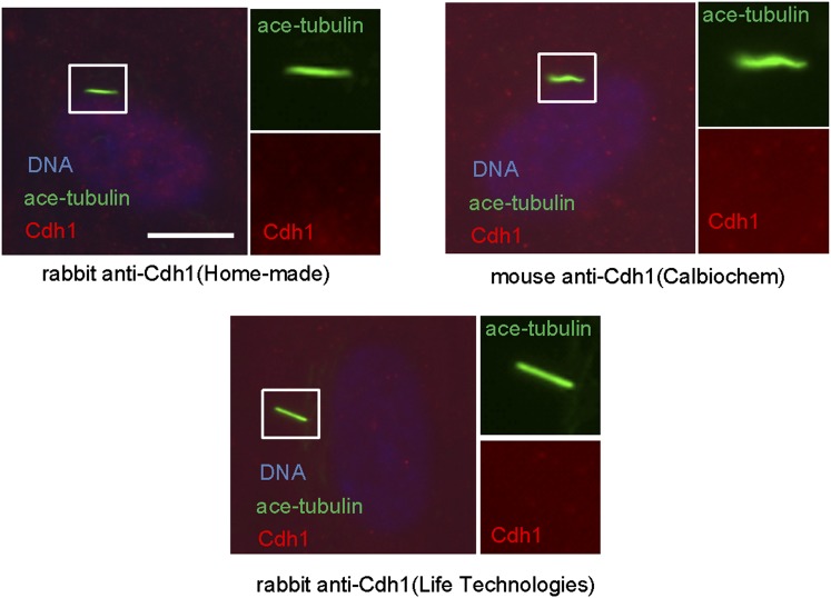 Figure 1—figure supplement 3.