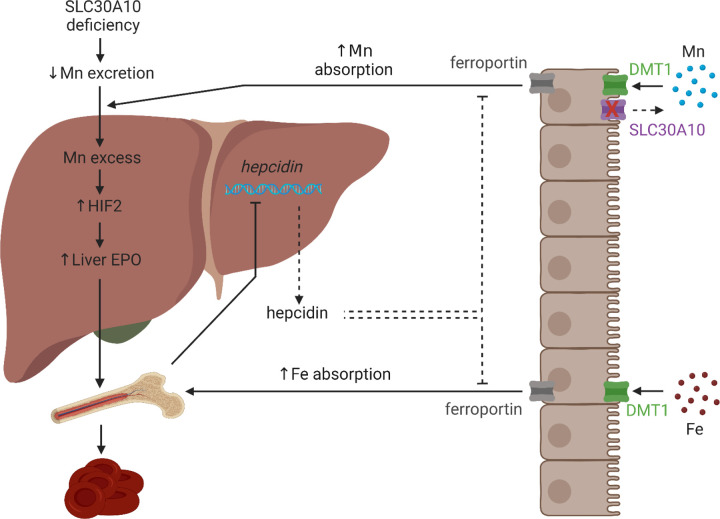 Fig. 6: