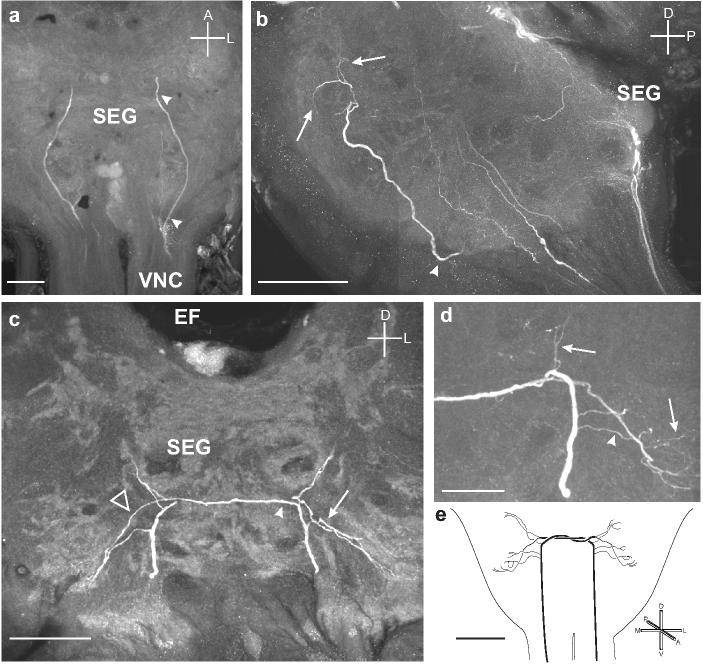 Fig. 10.