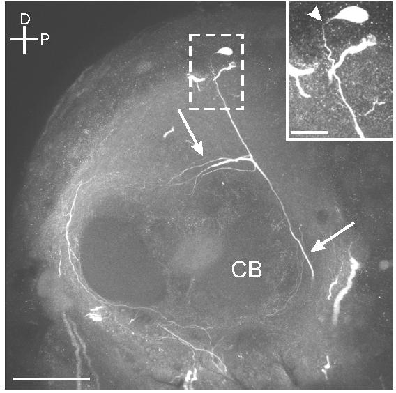 Fig. 8.