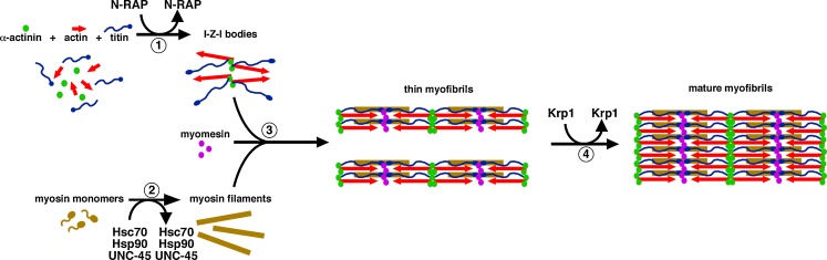 Fig. 1