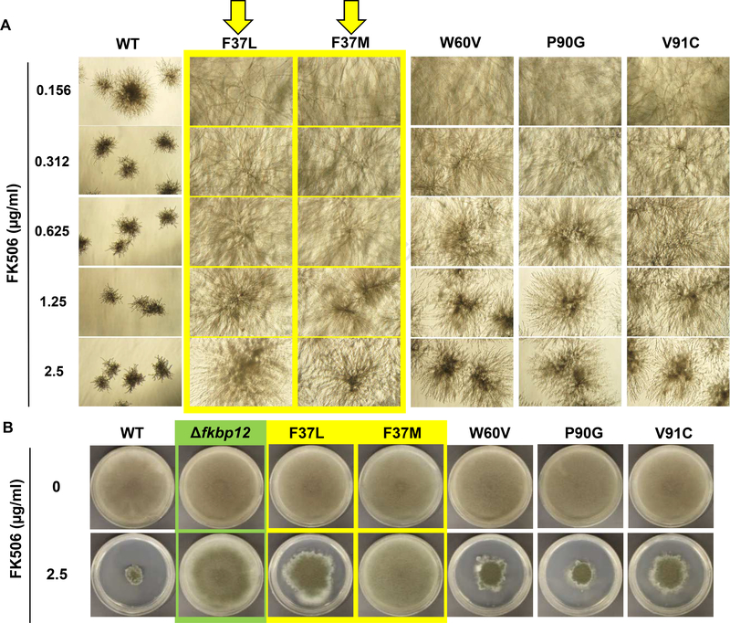 FIG. 2.