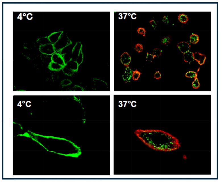 Fig. (1)