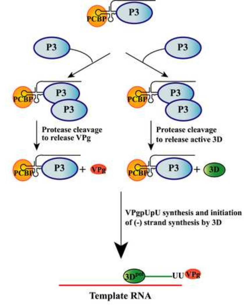 Fig.12