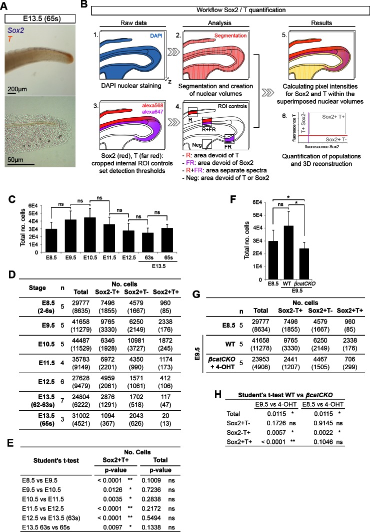 Figure 3—figure supplement 1.