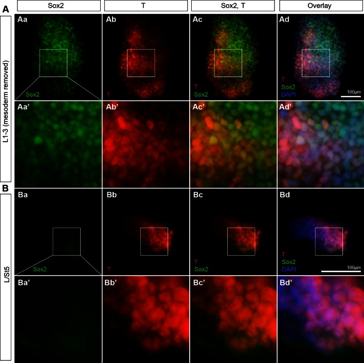 Figure 6—figure supplement 1.