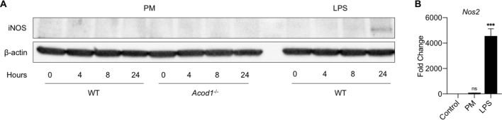 Figure 4—figure supplement 1.