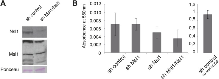 Figure 6—figure supplement 1.