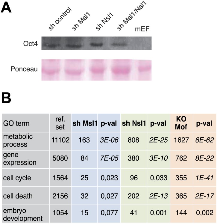 Figure 7—figure supplement 1.