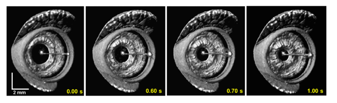 Fig. 10