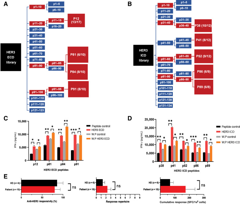 Figure 2. HER3 class II peptides demonstrate anti-HER3 immune responses in vitro. A and B, ECD and ICD peptide libraries were screened sequentially in 10-peptide pools, 5-peptide pools, and individual peptides with an immunogenic response threshold of ≥1.5-fold increase in IFN-γ production between peptide and control restimulated CD4+ T cells (see Fig. 1), ultimately identifying four ECD and five ICD HER3 class II peptides. Each schematic is representative of the combined responses across samples used in the peptide screening (n = 3), indicating reproducible significant immunogenic response compared with the class II control in ≥2 samples and number of donor responses in parentheses (red). C and D, Peptide-primed CD4+ T cells were restimulated with matching class II peptide (HER3 ECD or HER3 ICD), class II–negative control (peptide control), whole HER3 domain protein (WP HER3 ECD or WP HER3 ICD), or whole protein control (WP control). Data represented as mean ± SEM with statistical significance determined using multiple t test without correction for multiple comparisons. Each row was analyzed individually, without assuming a consistent SD. *, P < 0.05; **, P < 0.01; ***, P < 0.001. E, PBMCs from healthy donors (HD, black bar, n = 6) or breast cancer patients (Patient, red bar, n = 10) were individually stimulated with the nine HER3 class II peptides and analyzed via IFN-y ELISPOT. Left, percentage of subjects responding to ≥1 HER3 peptide (anti-HER3 responsivity). Middle, mean number of peptides inducing anti-HER3–specific immunity (response repertoire). Right, total IFN-γ spots (mean total SFC/1e6 cells) from stimulation with HER3 peptides (cumulative response). Data represented as mean ± SEM with statistical significance determined using Mann–Whitney test. ns, not significant.