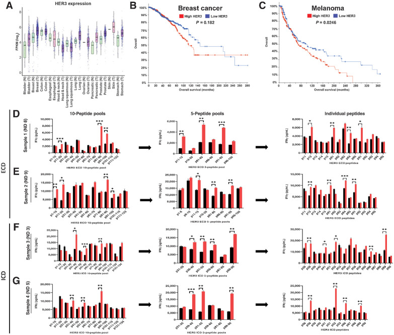 Figure 1. HER3 expression in cancer, and HER3 peptide screening of ECD and ICD class II peptide libraries. A, Expression of HER3 mRNA in normal (N) and tumor (T) tissues obtained from RNA-seq data from the GDC across cancer types (see Materials and Methods). B, Correlation between percentage of HER3 expression and overall patient survival (in months) in breast cancer. Samples were sorted in the descending order of HER3 expression and put into two groups: high HER3 (red) and low HER3 (blue). C, Correlation of overall patient survival with high HER3 (red) versus low HER3 (blue) expression in melanoma. P value indicated in individual graphs. D and E, IFN-γ production at each screening step for sample 1 [normal donor (ND) 8; D] and sample 2 (ND 9; E) when stimulated with ECD peptides. F and G, IFN-γ production at each screening step for sample 3 (ND 3; F) and sample 4 (ND 5; G) upon stimulation with ICD peptides. D–G, IFN-γ response to negative peptide control (black) compared with HER3 peptides (red) with an immunogenic response threshold of ≥1.5-fold increase. Data represented as mean ± SEM with statistical significance determined using a multiple t test without correction for multiple comparisons. Each row was analyzed individually, without assuming consistent SD. *, P < 0.05; **, P < 0.01; ***, P < 0.001.