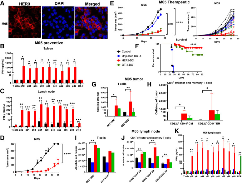 Figure 6. Vaccination prevents tumor development in a preventive HER3+ melanoma model and diminishes tumor growth and improves survival in a therapeutic HER3+ melanoma model. A, Immunofluorescence for HER3 (red) surface expression in M05 cells. DAPI (blue): nucleus (image magnification: 1,200×). B, HER3 peptide–specific immune responses (n = 3–5/group). Splenocytes from control (black) and vaccinated (red) mice were restimulated with individual HER3 peptides for 72 hours to detect IFN-γ by ELISA. C, Lymph node lymphocytes from control (black) and HER3-DC1 (red) vaccinated mice were cocultured with individual HER3 peptide–pulsed DCs to detect antigen-specific immune response in HER3-DC1 vaccinated mice by ELISA. D, Preventive model: Two weeks after the last vaccine, C57BL/6 mice (n = 10 mice/group) were challenged with M05 tumor cells. Tumor growth was monitored until endpoint in control (black) versus HER3-DC1 vaccinated (red) mice. E, Therapeutic setting: C57BL/6 mice were injected subcutaneously with the M05 murine melanoma cells in the left flank, and upon palpable tumor formation on day 10, mice were randomized into four groups (n = 10 mice/group). Tumor growth was monitored in mice receiving PBS (black), unpulsed DC1 (blue), HER3-DC1 (red), and OT-II peptide–pulsed DC1 (green) intratumorally once weekly for 6 weeks. Tumor growth was compared between control and HER3-DC1 (*) and unpulsed DC1 vs. HER3-DC1 (#) groups. Individual tumor growth curve for each mouse shown on the right. F, Percent survival in M05 mouse model for control (black)-, unpulsed DC1 (blue)–, HER3-DC1 (red)–, and OT-II-DC1 (green)–treated mice. G, Intratumoral infiltration of CD3+CD4+ and CD3+CD8+ T cells was compared between control (black) and HER3-DC1 (red) mice from E. H, CD4+ central memory (CD62L+CD44+ CM) and effector memory (CD62L−CD44+ EM) T-cell infiltration per milligram of tumors in control (black) versus HER3-DC1 (red) mice from E. I, Absolute number of CD3+CD4+ and CD3+CD8+ T cells in the lymph nodes of control- versus HER3-DC1–treated mice from E. J, Abundance of CD4+ CM, EM, and effector (Eff) T cells in the lymph nodes of control versus treated mice. For G–J, Unpulsed DC1 (blue) and OT-II-DC1 (green) groups were not included in the statistical analyses. K, Lymph node lymphocytes from control and treated mice (E) were cocultured with individual HER3 peptide–pulsed DC1 for 72 hours to detect IFN-γ by ELISA. Responses were compared between control and HER3-DC1 groups for HER3 peptides, and control versus OT-II-DC1 groups to OT-II peptide–pulsed DCs. Data shown are the representative from three independent experiments and are represented as mean ± SEM with statistical significance determined using multiple t test without correction for multiple comparisons. Each row was analyzed individually, without assuming a consistent SD. A log-rank (Mantel–Cox) test was used to determine differences between the survival curves. *, P ≤ 0.05; **, P ≤ 0.01; ***, P ≤ 0.001; ****, P ≤ 0.0001; ####, P ≤ 0.0001.