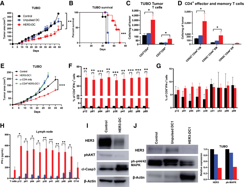 Figure 5. Intratumoral HER3-DC1 delays tumor growth and enhances immune infiltration in a HER2pos TUBO therapeutic model in a CD4-dependent manner. A, Tumor growth in the TUBO murine mammary carcinoma model. BALB/c mice were injected with TUBO tumor cells, and on day 7, mice received either PBS control (black), unpulsed mature DC1 (blue), or HER3-DC1 (red) intratumorally once weekly for six doses (n = 10 mice/group). Tumor growth was monitored until endpoint and compared in control versus HER3-DC1 (*) and unpulsed DC1 versus HER3-DC1 (#) mice. B, Percent survival in TUBO mouse model. Control: black; unpulsed DC1: blue; HER3-DC1: red. C, CD3+CD4+ and CD3+CD8+ T cells per milligram of tumors from mice (A) after intratumoral DC injection was compared between control (black) and HER3-DC1 (red) groups. No statistical analyses were performed for the unpulsed DC1 (blue) mice (n = 3/group). D, Abundance of CD4+ central memory (CD62L+CD44+ CM), effector memory (CD62L−CD44+ EM), and effector (CD62L−CD44− Eff) T cells in control (black) versus HER3-DC1 mice (red) per milligram of tumor tissue. Data shown are the representative from three independent experiments. E, Tumor growth of TUBO tumors after CD4 depletion. BALB/c mice were injected with anti-CD4 antibodies 3 days before subcutaneous TUBO tumor injection. When tumors were palpable, mice received either PBS control (black), intratumoral HER3-DC1 once weekly (red) for six doses, CD4 depletion antibody alone (blue; continued twice weekly until endpoint), or HER3-DC1 (green) with CD4 depletion. Tumor growth was monitored until endpoint. F and G, Percentage of CD4+IFN-γ+ (F) and CD8+IFN-γ+ (G) TILs in the tumors from control (black) versus HER3-DC1 (red) mice from E. H, Coculture of the lymph node immune cells with HER3 peptide–pulsed DC1 for 72 hours to detect IFN-γ via ELISA. Control: black bar; unpulsed DC1: blue bar; HER3-DC1: red bar. I, Western blot for HER3, phosphorylated AKT (phAKT), and cleaved caspase-3 (clCasp-3) with total protein isolated from control- and HER3-DC1–treated TUBO tumors. β-Actin: loading control. J, Western blot for HER3 and phosphorylated p44/42 MAPK (ph-p44/42 MAPK) from control-, unpulsed DC1–, and HER3-DC1–treated TUBO tumors. β-Actin: loading control. Data represented as mean ± SEM with statistical significance determined using multiple t test without correction for multiple comparisons. Each row was analyzed individually, without assuming a consistent SD. A log-rank (Mantel–Cox) test was used to determine differences between the survival curves. *, P ≤ 0.05; **, P ≤ 0.01; ***, P ≤ 0.001; #, P ≤ 0.01.